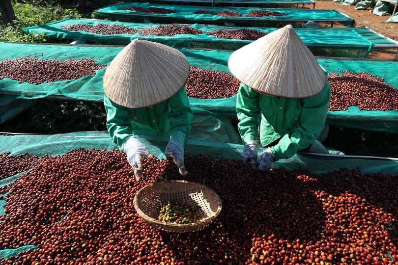 Giá cà phê tăng nhẹ tại Tây Nguyên, thị trường thế giới biến động trái chiều