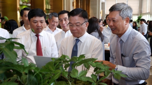 Sâm Ngọc Linh – Mũi nhọn chiến lược đưa Quảng Nam thành trung tâm dược liệu quốc gia