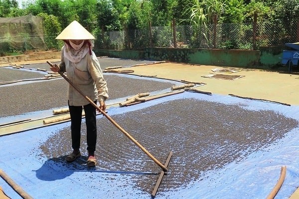 Phơi hạt tiêu trước khi bảo quản.