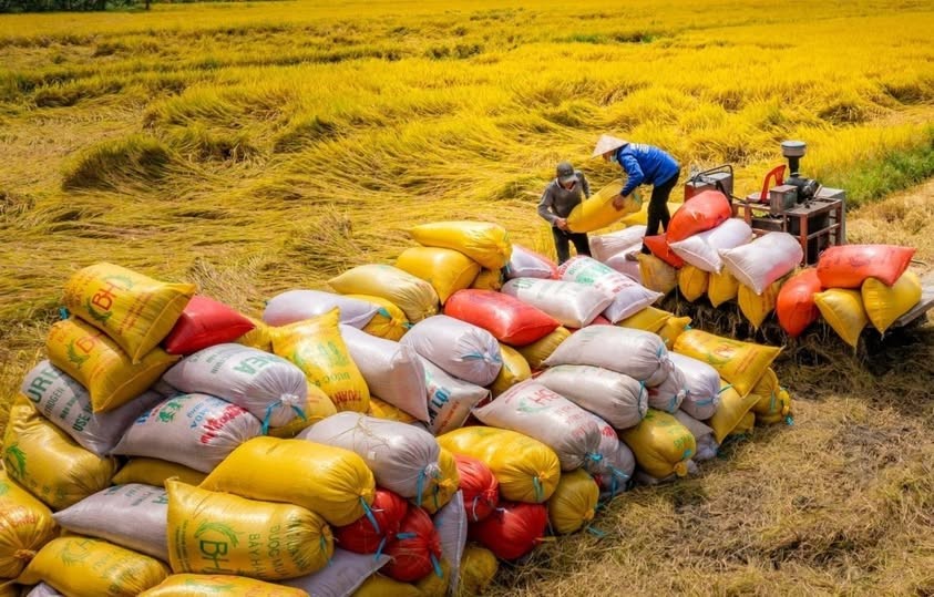 Gạo Việt tăng giá nhẹ giữa biến động thị trường toàn cầu