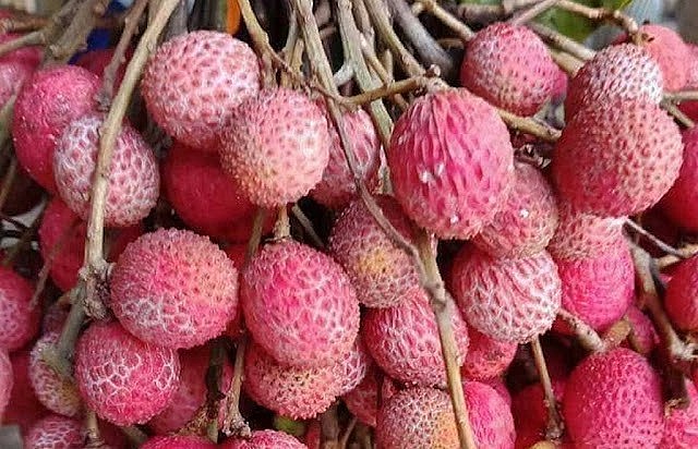 Trái trường đang góp phần tạo sức hút du lịch cho vùng Bảy Núi An Giang.