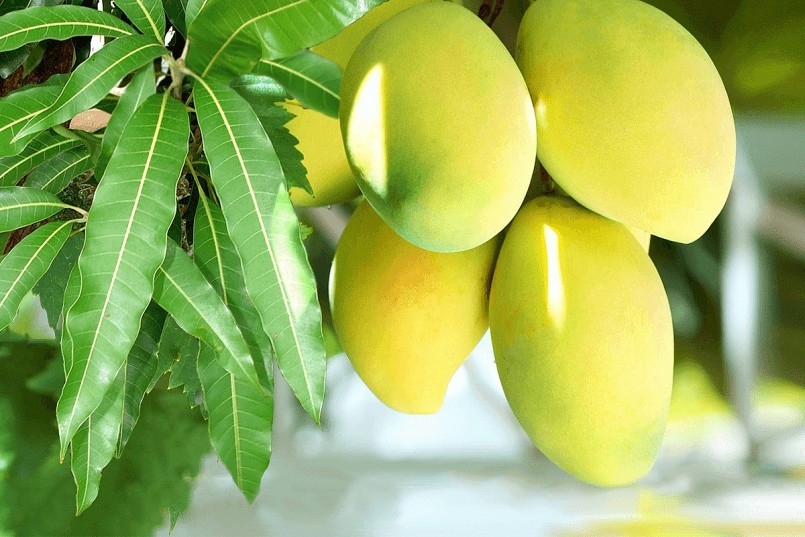 Xoài đang được xem là một “trợ thủ” tự nhiên giúp cải thiện chức năng đường ruột.