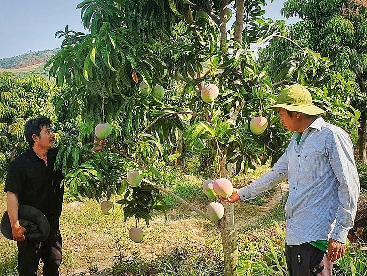 Nhiều nhà vườn rơi vào cảnh thất thu khi giá xoài Úc rớt thảm, không tiêu thụ được - Ảnh: TRẦN HOÀI