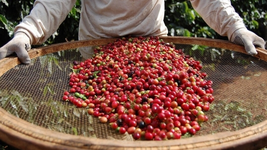 Giá cà phê thế giới bật tăng mạnh, thị trường trong nước sắp đảo chiều?