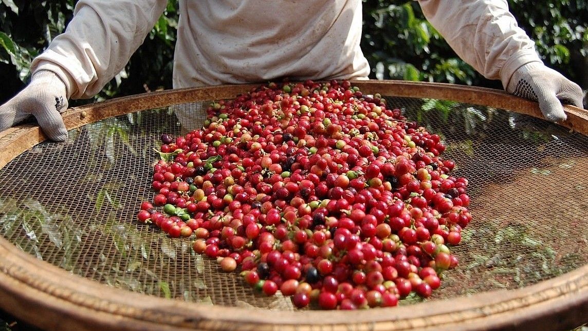Giá cà phê thế giới bật tăng mạnh, thị trường trong nước sắp đảo chiều?