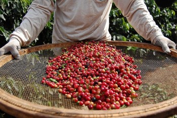 Giá cà phê thế giới bật tăng mạnh, thị trường trong nước sắp đảo chiều?