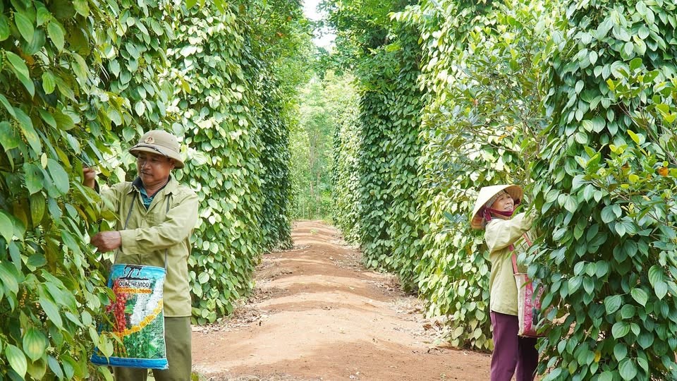 Hồ tiêu đứng giá, chuyên gia khuyến cáo nên bán hay giữ?