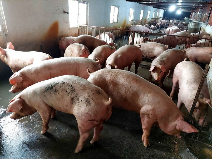 Giá heo hơi đồng loạt tăng, miền Nam dẫn đầu xu hướng