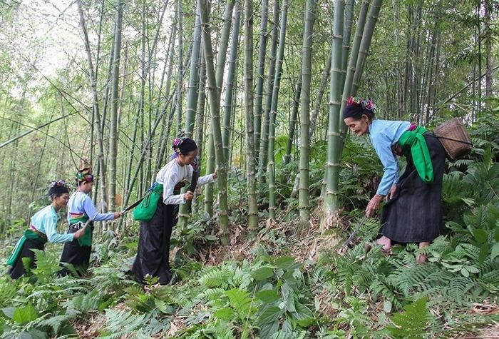 Thanh Hoá: Khởi công xây dựng nhà máy sản xuất ván tre ép hơn 3000 tỷ đồng