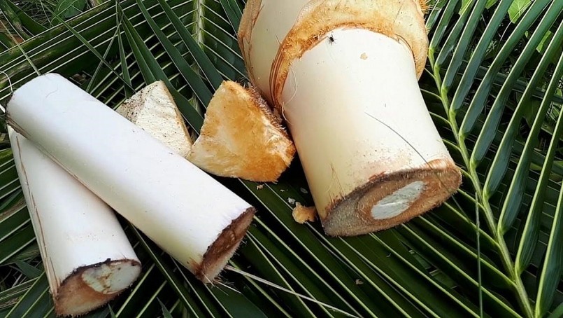 Củ hũ dừa trắng nõn, có thể chế biến thành nhiều món ngon.