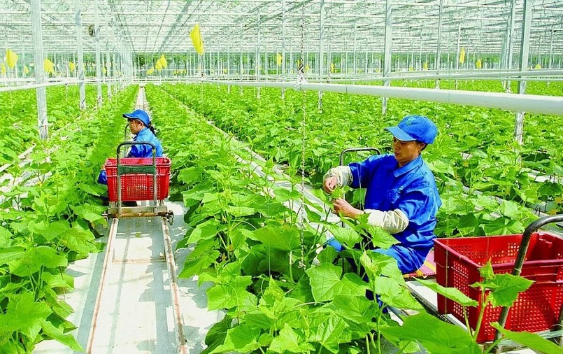 Đánh thức tiềm năng nông nghiệp hữu cơ Việt Nam