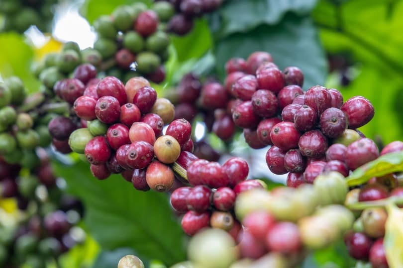 Thị trường Đức bùng nổ, cà phê Việt xuất khẩu tăng gấp đôi