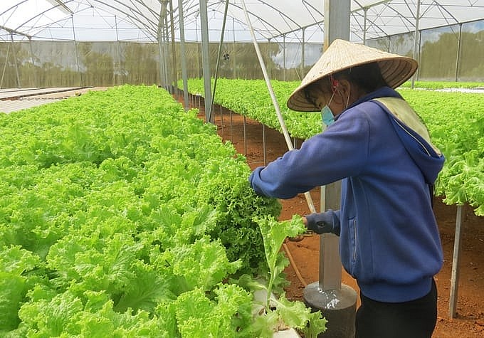 Đánh thức tiềm năng nông nghiệp hữu cơ Việt Nam