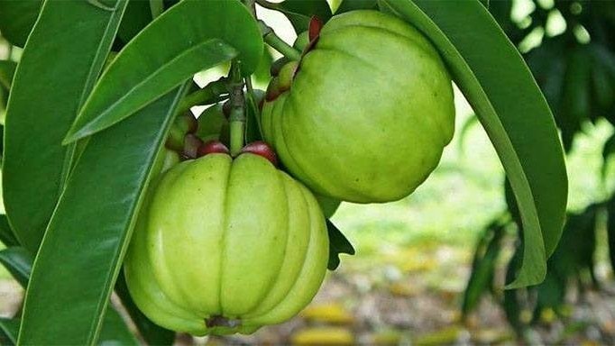 Quả tai chua – Đặc sản rừng sâu “gây thương nhớ” giữa phố thị