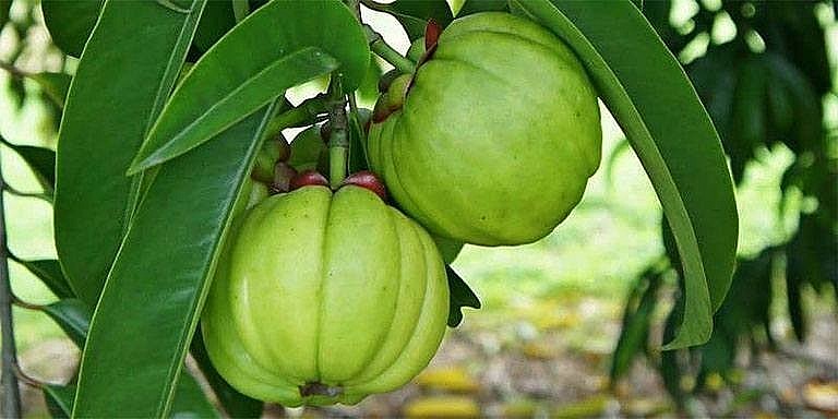 Quả tai chua – Đặc sản rừng sâu “gây thương nhớ” giữa phố thị