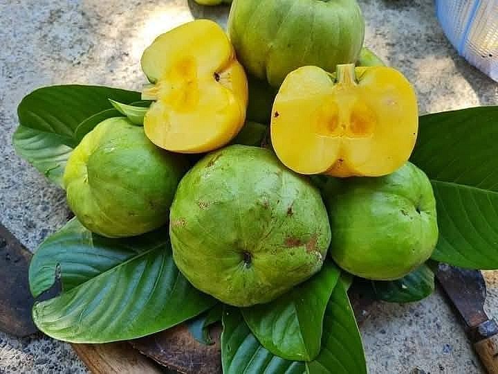 Quả tai chua – Đặc sản rừng sâu “gây thương nhớ” giữa phố thị