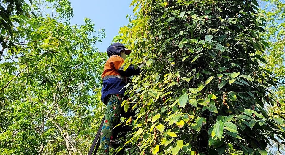 Giá tiêu trong nước chững lại, thị trường thiếu động lực bứt phá