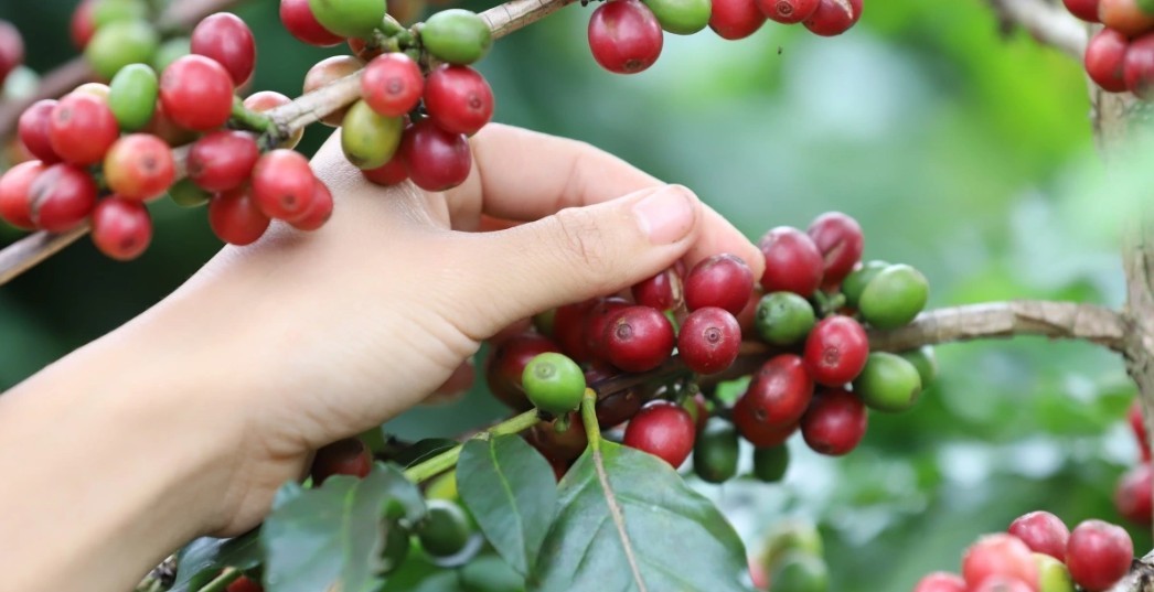 Giá cà phê đồng loạt giảm sau dự báo tích cực từ USDA