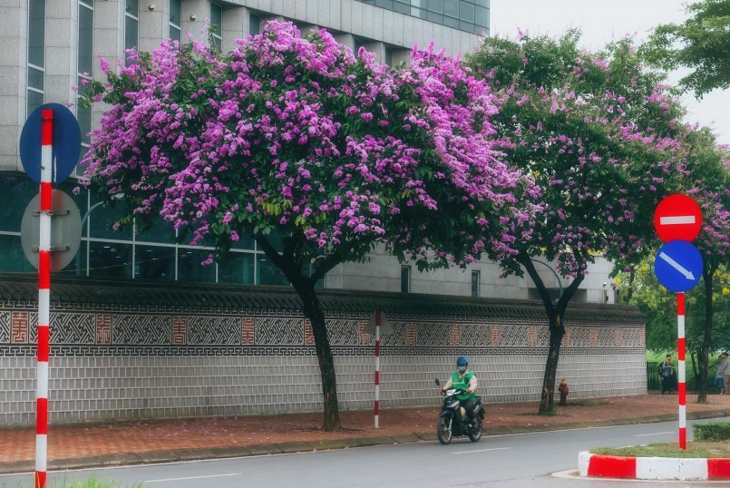  Nhiều tuyến đường rợp trong màu tím hoa bằng lăng như: Kim Mã, Văn Cao, Nguyễn Khánh Toàn, Hoàng Quốc Việt, Trần Thái Tông, Duy Tân, Đào Tấn, Kim Mã, Nguyễn Chánh, xung quanh hồ Hoàng Cầu, hồ Gươm...