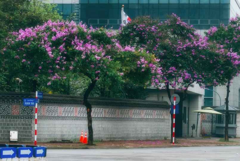 Hoa bằng lăng có nguồn gốc từ Ấn Độ, hiện có nhiều ở các nước Đông Nam Á, trong đó có Việt Nam. Do có màu đẹp nên nhiều tỉnh thành của Việt Nam trồng loại hoa này để che bóng mát và làm đẹp cảnh quan đô thị.