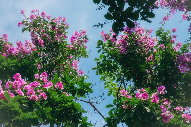 Hoa bằng lăng có rất nhiều màu khác nhau như: tím, trắng nhạt, hồng,… nhưng có lẽ bằng lăng tím vẫn là màu sắc quen thuộc nhất đối với người dân Thủ đ