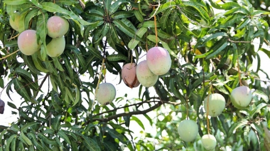 Xoài Úc Cam Lâm rớt giá kỷ lục, hàng nghìn tấn tồn kho