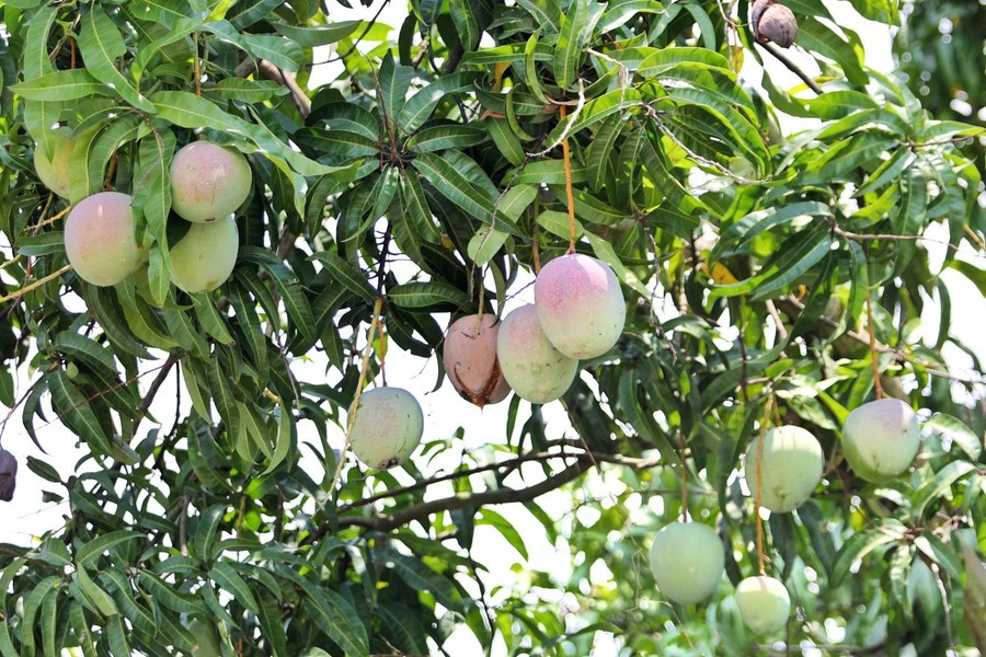 Xoài Úc Cam Lâm rớt giá kỷ lục, hàng nghìn tấn tồn kho