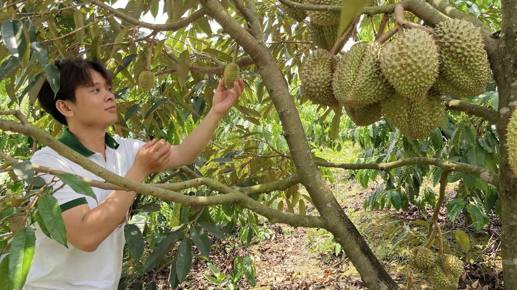 Nông dân 9x ở Đắk Nông trồng sầu riêng hữu cơ cho quả quanh năm, luôn "cháy hàng"