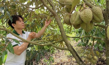 Nông dân 9x ở Đắk Nông trồng sầu riêng hữu cơ cho quả quanh năm, luôn 