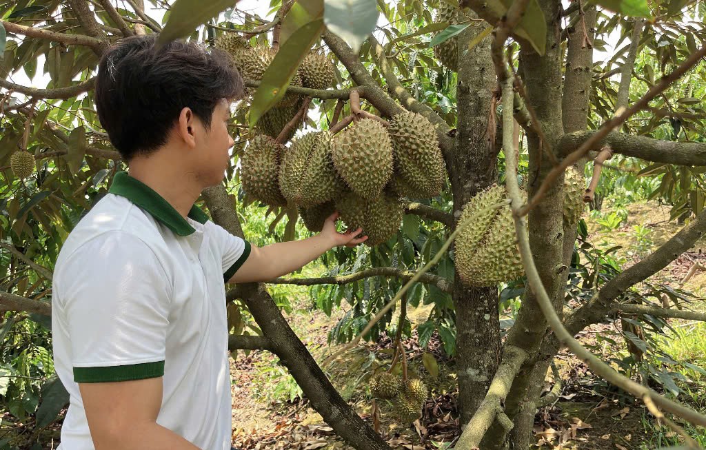 “Vàng xanh” Tây Nguyên và lỗ hổng trong chuỗi giá trị sầu riêng “Vàng xanh” Tây Nguyên và lỗ hổng trong chuỗi giá trị sầu riêng