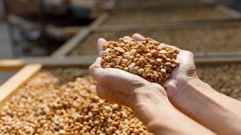 Giá cà phê thế giới giằng co, trong nước quay đầu giảm mạnh