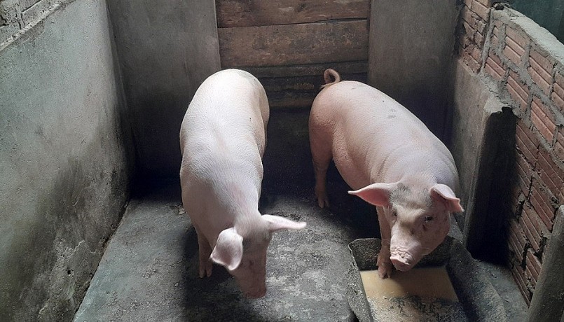Giá heo hơi miền Nam tăng do nguồn cung suy giảm