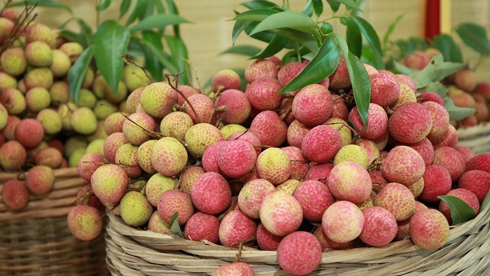 Vải thiều vào vụ sớm, sẵn sàng kênh tiêu thụ trong và ngoài nước