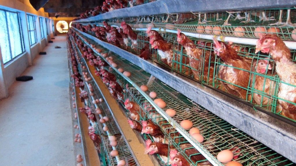 Phát triển gia cầm theo chuỗi giá trị: Hướng đi tất yếu
