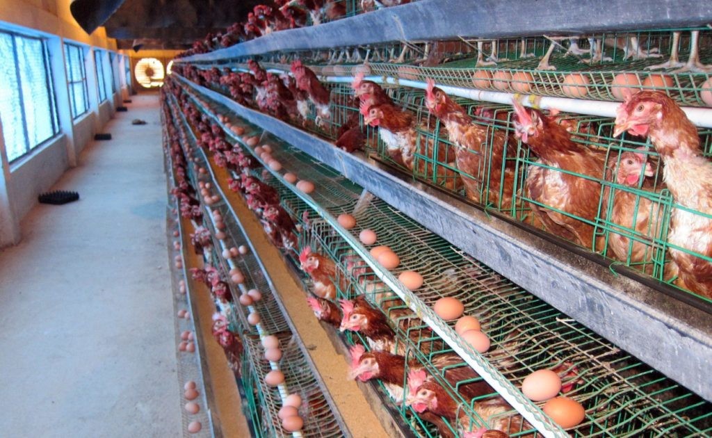 Phát triển gia cầm theo chuỗi giá trị: Hướng đi tất yếu