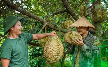 Xây thương hiệu, mở thị trường cho sầu riêng Việt