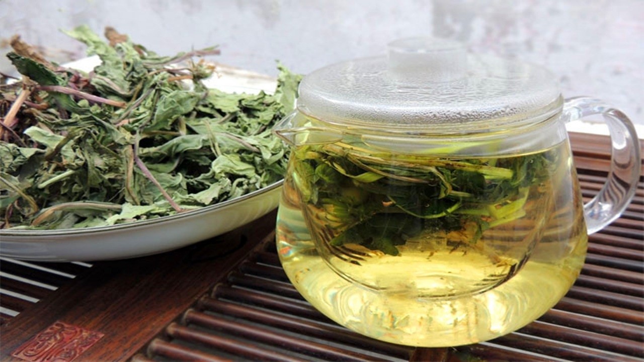 Trà bồ công anh – Thảo dược dân dã, lợi ích vượt ngoài mong đợi