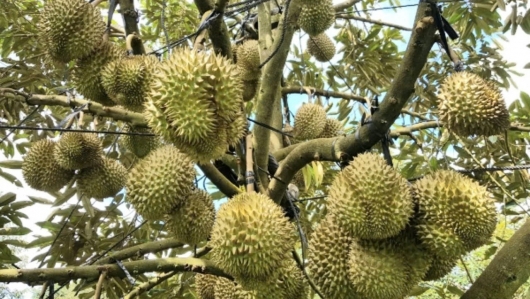 Ngành sầu riêng Việt Nam trước cơ hội bứt phá: Cần kiểm soát chất lượng để phát triển bền vững