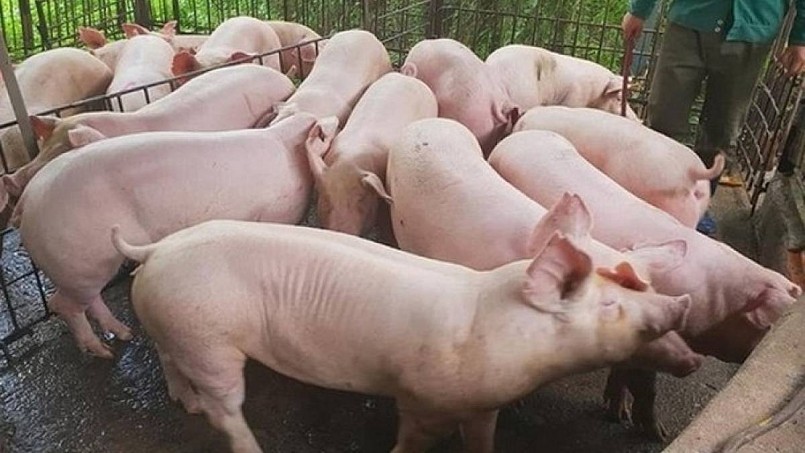 Thị trường heo hơi chững giá, giữ đỉnh 75.000 đồng/kg