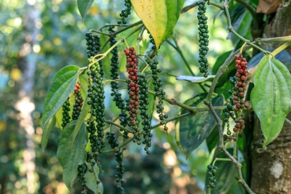 Giá tiêu trong nước ổn định, Đắk Nông siết chặt kiểm soát chất lượng