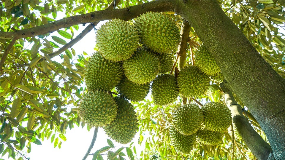 Siết chặt kiểm soát chất lượng, nâng tầm thương hiệu sầu riêng Việt Nam