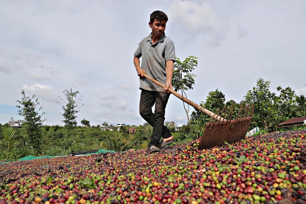 Giá cà phê nội địa đứng giá, nông dân chưa bán ra