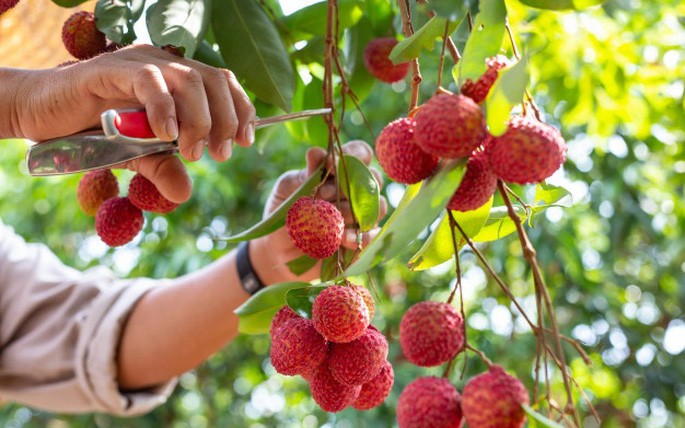 Chuẩn bị tốt từ vườn đến thị trường: Chìa khóa thành công vụ vải 2025