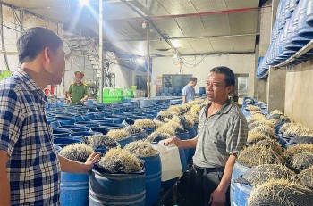 Lào Cai: Phát hiện 02 cơ sở sản xuất hàng trăm tấn giá đỗ ngâm hóa chất cấm