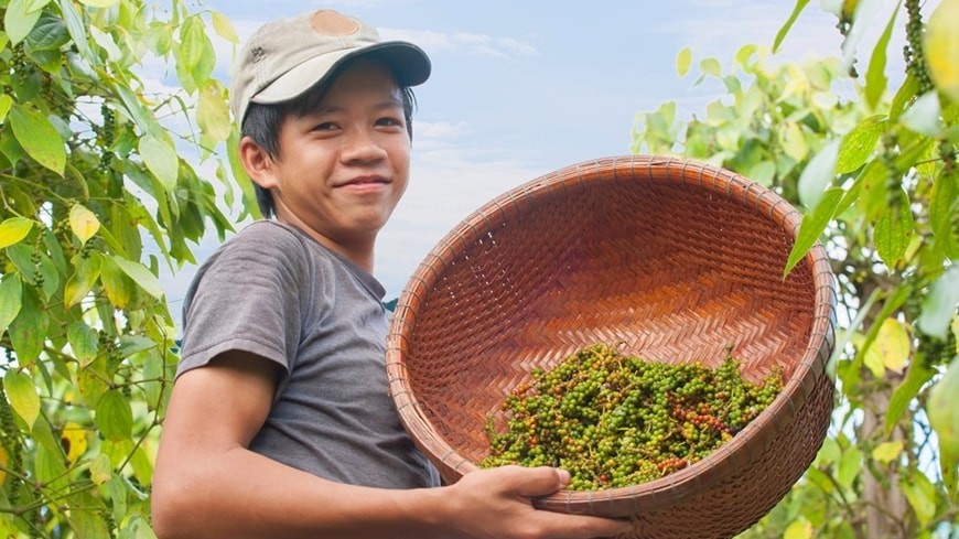 Giá tiêu trong nước tăng mạnh, sản lượng có nguy cơ sụt giảm do thời tiết