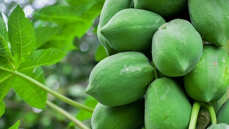 Đu đủ phổ biến tại các vùng quê Việt Nam nhờ dễ trồng, dễ thu hoạch