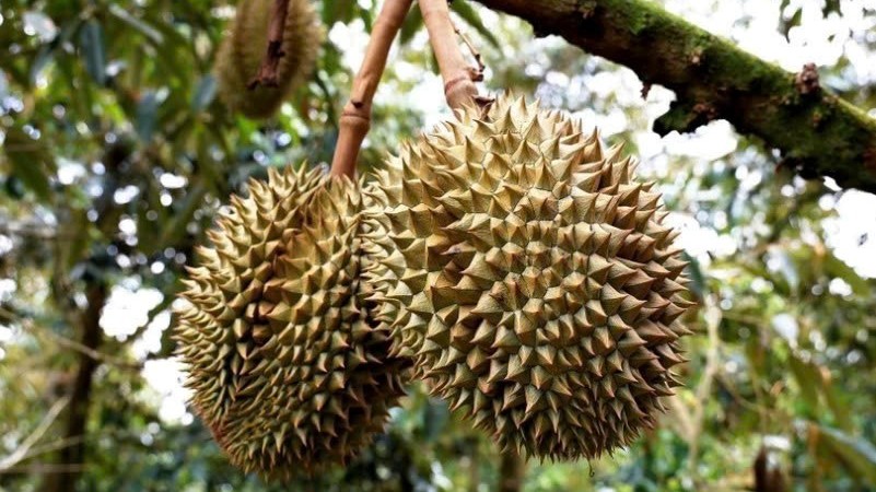Hải quan vào cuộc tháo gỡ vướng mắc xuất khẩu sầu riêng