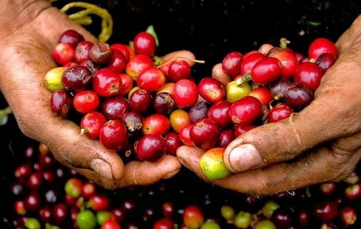 Giá cà phê giữ ổn định, thị trường toàn cầu chịu áp lực nguồn cung