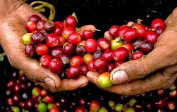 Giá cà phê giữ ổn định, thị trường toàn cầu chịu áp lực nguồn cung