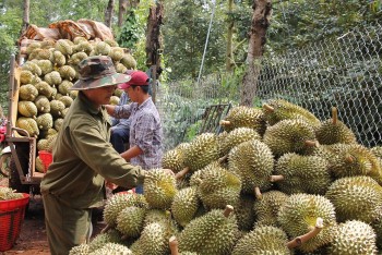 Sầu riêng Việt Nam mất đà đầu năm, kỳ vọng bứt tốc nhờ “luồng xanh”